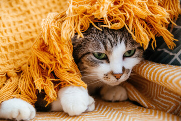Cute gray cat lies on a armchair in an orange blanket.