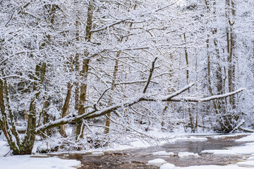 Winter forest by a river with ice floes