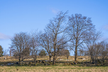 Bare trees in a rural spring landscape