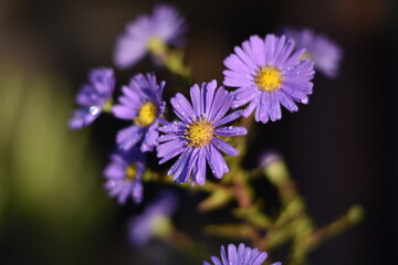 Fototapeta premium Blühende Aster novi-belgii 'Dauerblau' - Glattblatt-Aster
