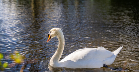 Naklejka premium swan on the water