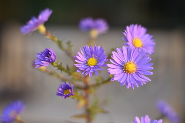 Blühende Aster novi-belgii 'Dauerblau' - Glattblatt-Aster