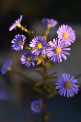 Blühende Aster novi-belgii 'Dauerblau' - Glattblatt-Aster