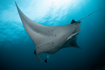 Manta Ray. Amazing blue underwear world of Maldives