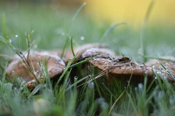 Pilze in einer Wiese