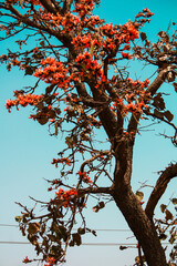 red autumn tree