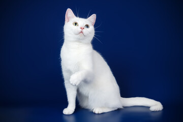 American shorthair cat on colored backgrounds