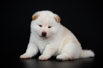 Obraz premium Shiba inu on colored backgrounds
