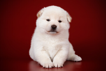 Shiba inu on colored backgrounds