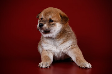 Shiba inu on colored backgrounds