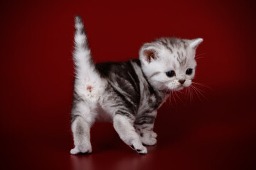 American shorthair cat on colored backgrounds