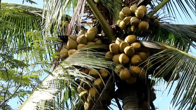 many yellow coconuts on the trees in the garden
