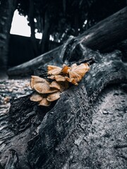 Tree Mushroom