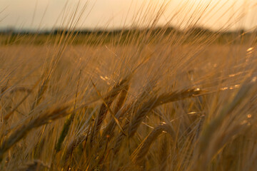 Golden stalks of wheat against the setting sun. Natural food concept.