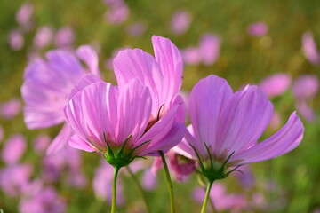 Fototapeta premium 秋桜