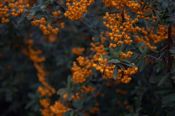 Rowanberries sour but rich vitamin C. Pyracantha plant, also known as firethorn in a garden in a sunny autumn day, beautiful outdoor floral background photographed with soft focus