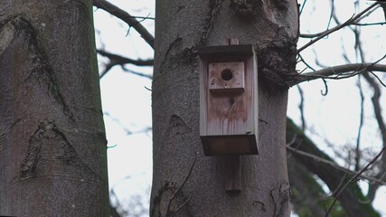 Traditional Classic Wooden Nest Box Birdhouse Hanging on Forest Tree Preventing Bird Endangered Species from Extinction