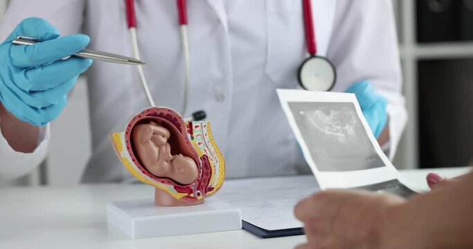 Gynecologist shows model of fetus and ultrasound scan of pregnancy to woman