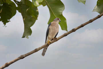 Male Shikra bird sitting on a tree branch