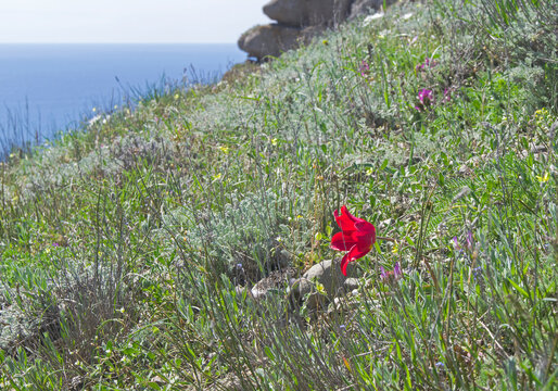 Schrenck's tulip on a rocky clay mountain slope. Crimea.