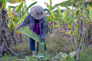Agriculturist wearing a hat holding a knife slicing a banana leaf to be used to make packages for...