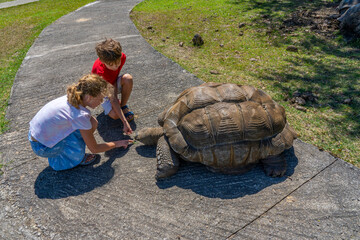 Close-up of the girl and boy playing with giant turtle on the safari park. Mauritius island. Hight...