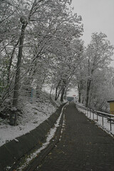 winter road in the park