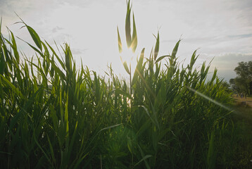 Obraz premium grass in the wind