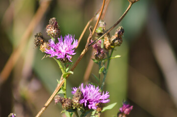 Spotted knapweed in bloom closeup view with selective focus on foreground