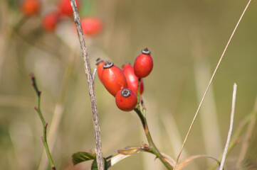 Red rose dog fruits closeup view with blurred background