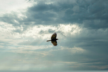 Fototapeta na wymiar Buzzard in flight with wings outstretched, with spectacular, dramatic blue and grey sky. colorful, one animal, background, animal themes, sunset