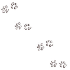 animal steps, footprint, trail. squirrel tracks. Typical footprints