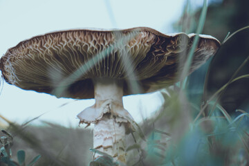mushroom in the forest