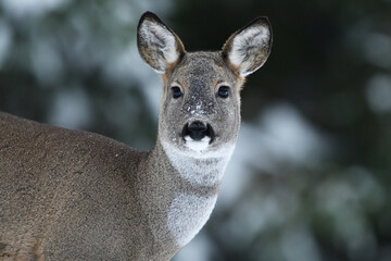 Roe deer portrait in winter forest