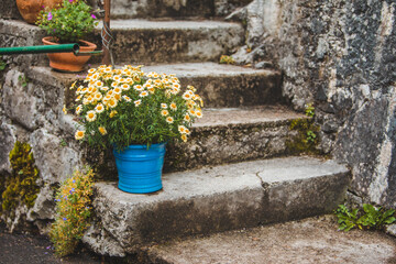 Fototapeta na wymiar flowers in pots at back yard
