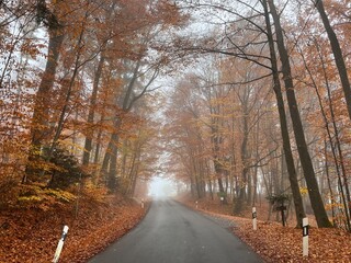 road in autumn forest