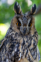 Freigestellter Kopf und Brust einer Waldohreule in der Frontale