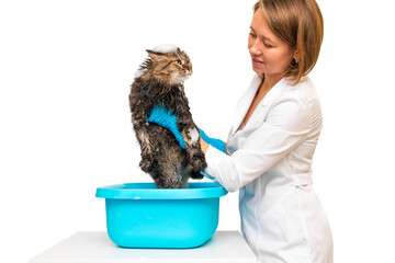 A girl in blue gloves washes a cat in a basin