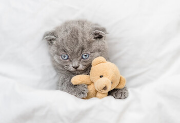 Cozy kitten lies under blanket on a bed at home and hugs favorite toy bear. Top down view