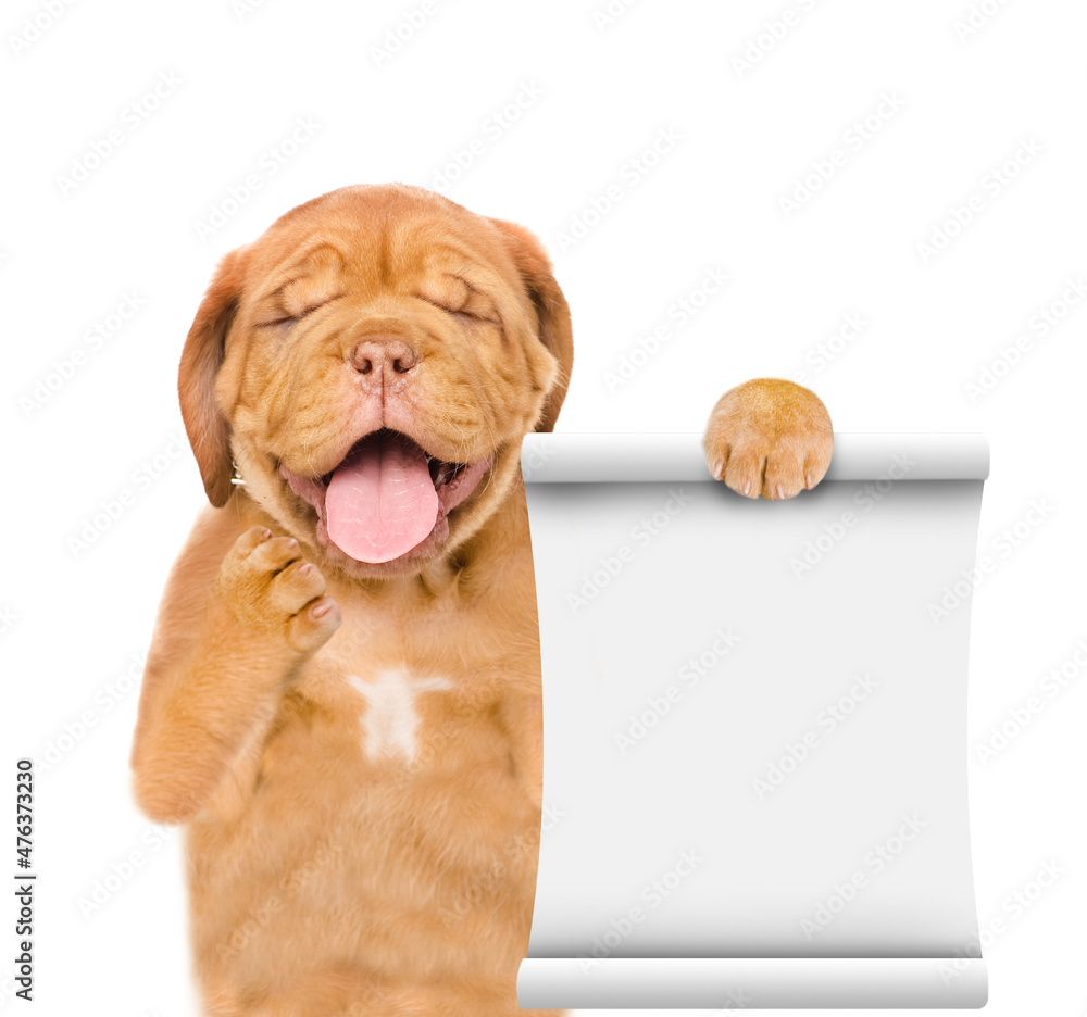 Poster Yawning Mastiff puppy shows empty list. isolated on white background