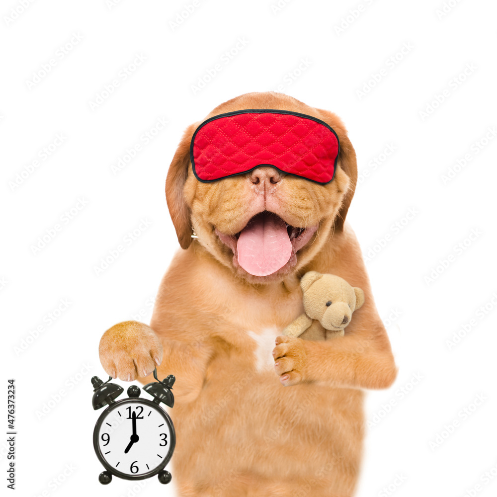 Poster mastiff puppy wearing mask for sleep holds alarm clock and hugs toy bear. isolated on white backgrou