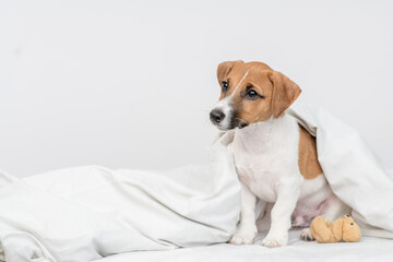 Jack russell terrier puppy sits with toy bear under white warm blanket on a bed at home and looks away. Empty space for text