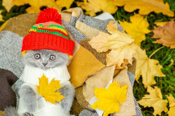 Funny kitten wearing warm sweater sleeps on plaid and holds yellow leaf. Top down view. Empty space for text