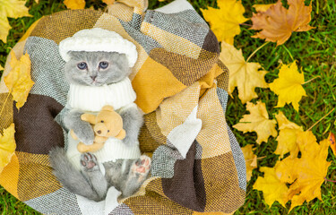 Funny kitten wearing warm hat and sweater lies on plaid and hugs favorite toy bear. Top down view....