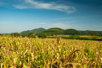 Sorghum field