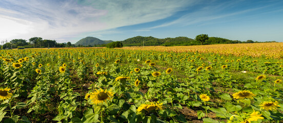 A field of colorful sunflowers