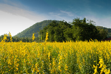 Colorful flower fields of sunn hemp
