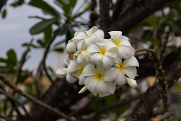 Beautiful white frangipani flowers