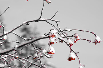 Fin de l'hiver. 