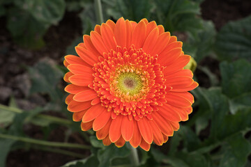 Top view of orange Gerbera flower on green leaves background in close-up.